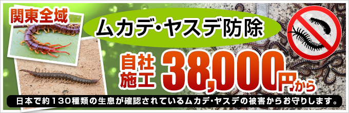 関東全域 自社施工 ムカデ・ヤスデ防除。38,000円から。
日本でやく30種類の生息が確認されているムカデ・ヤスデの被害からお守りします。