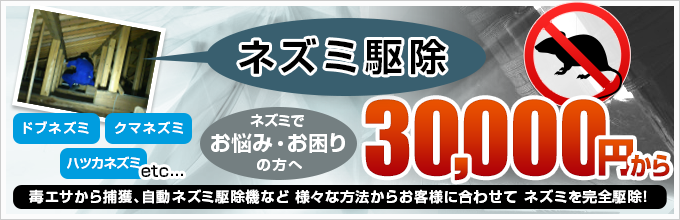 ネズミ駆除。
ドブネズミ、クマネズミ、ハツカネズミなど。ネズミでお悩み・お困りの方へ。
1回あたり 30,000円から。
毒エサから捕獲、自動ネズミ駆除機など 様々な方法からお客様に合わせて ネズミを完全駆除！